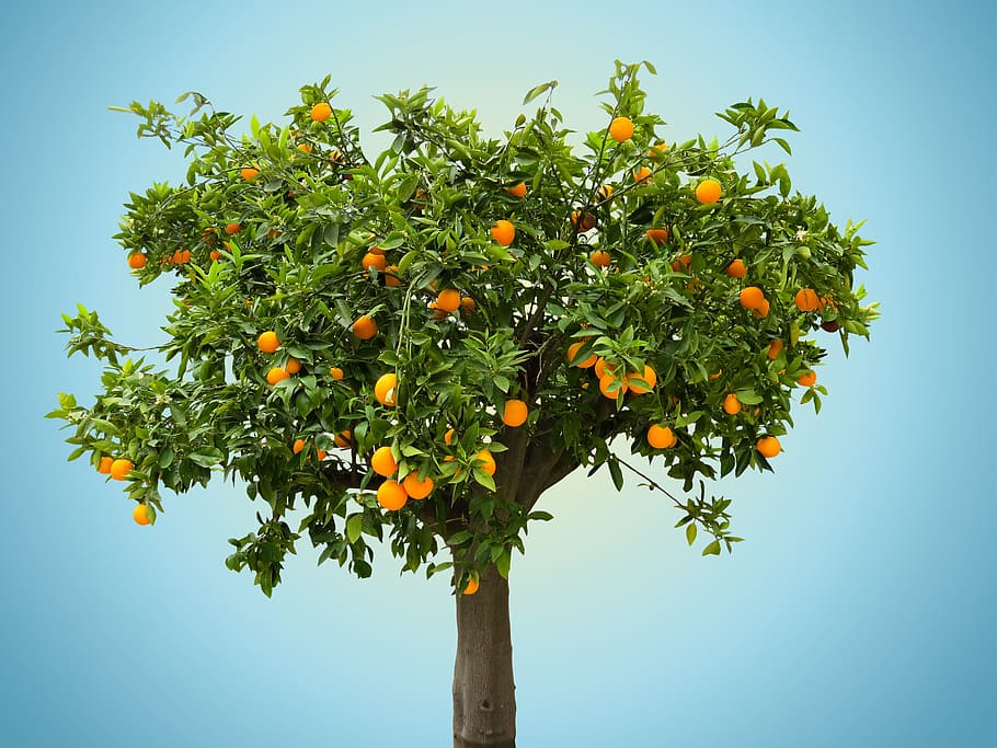 orange fruit tree, nature, orange tree, vitamin, food, eat HD wallpaper