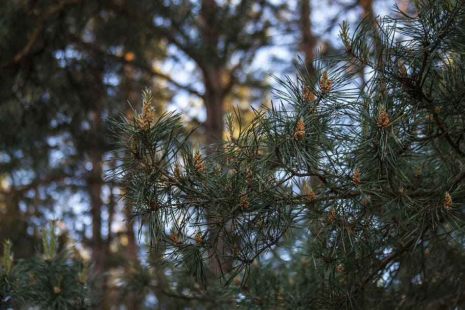 pine, pine cone, nature, twigs, forest, plant, needles, tree HD wallpaper