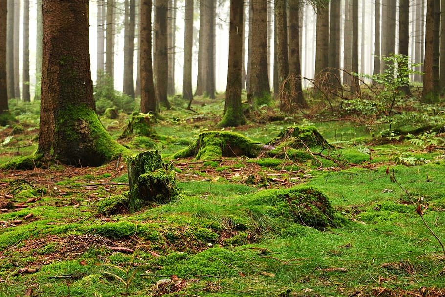 photo of green leafed grass, forest, moss, forest floor, nature HD wallpaper