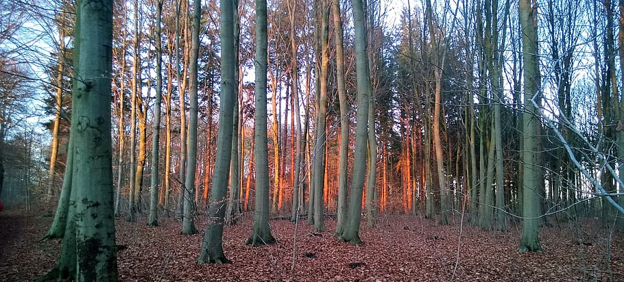 forest, autumn, trees, brown, red, land, trunk, tree trunk HD wallpaper