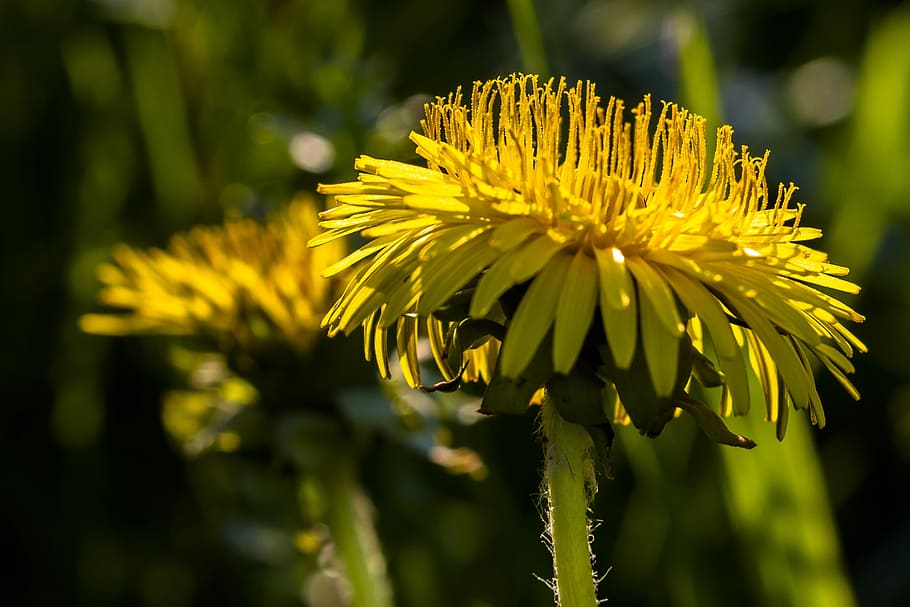 selective focus photo of yellow dandelion flowers, pointed flower HD wallpaper