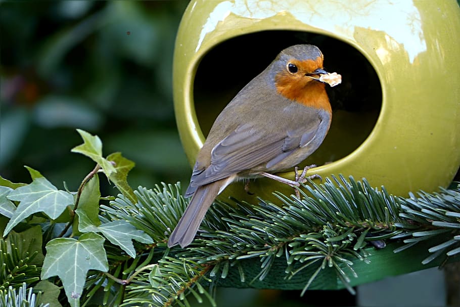 bird, robin, erithacus rubecula, winter, food, animal, nature HD wallpaper