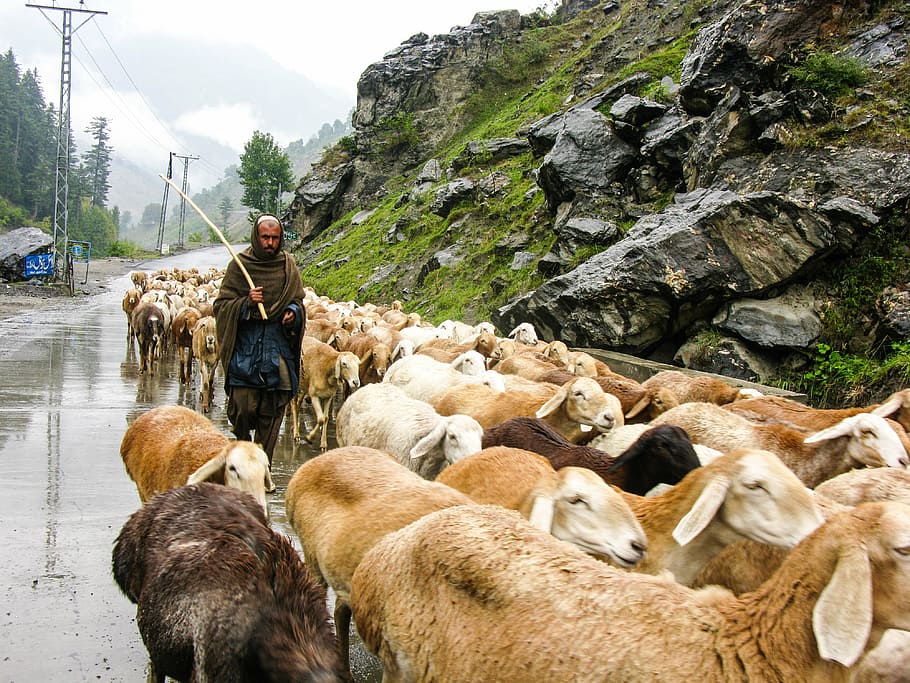 brown goat lot, flock, sheep, mountain, rain, nature, pasture, HD wallpaper