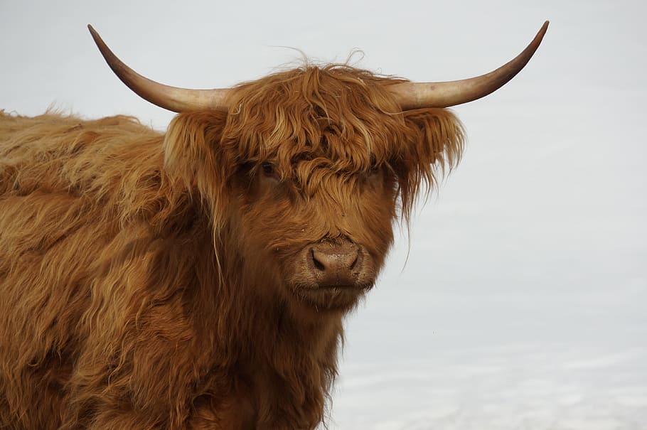 HD wallpaper: Cow, Furry, Hairy, Brown, Horns, farm animal, shaggy ...