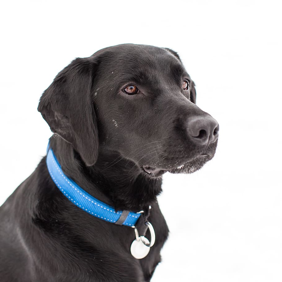 dog, cute, pet, canidae, labrador retriever, canine, pets, one animal HD wallpaper
