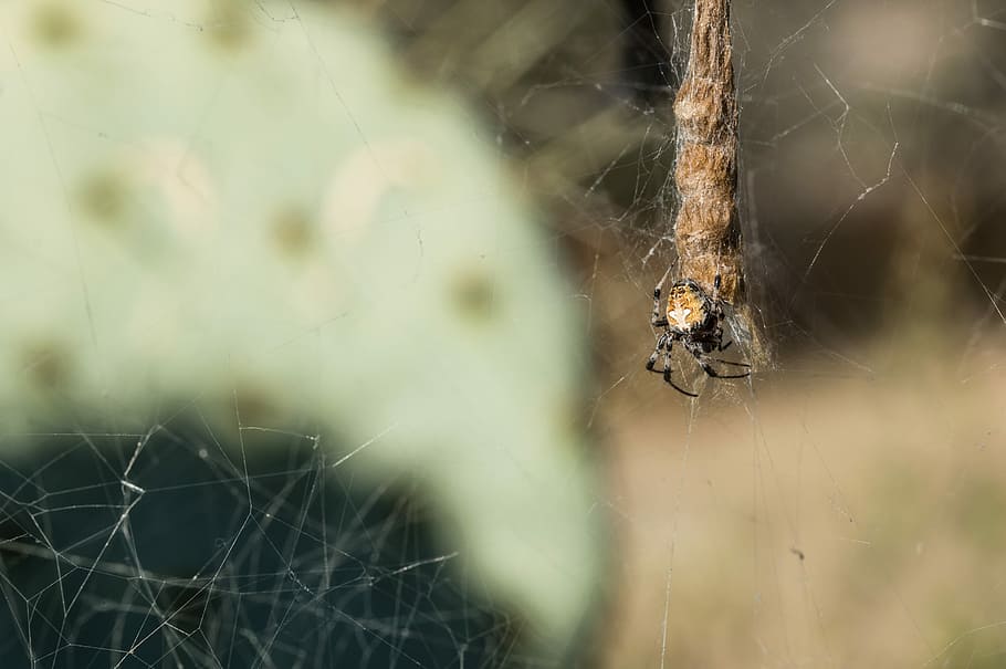 shallow focus photo of brown orb weaver spider, insect, bug HD wallpaper