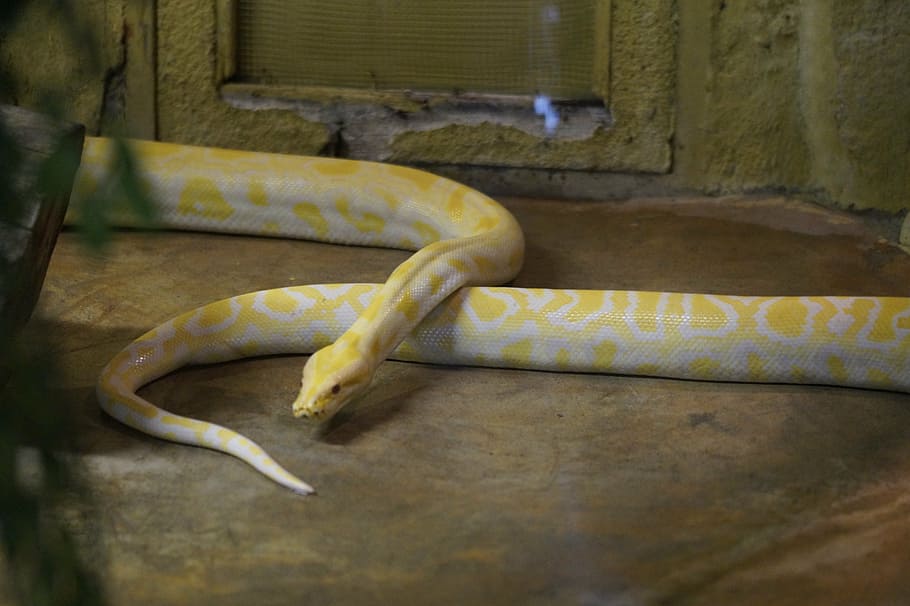 albino snake, pattern, zoo, terrarium, one animal, relaxation HD wallpaper