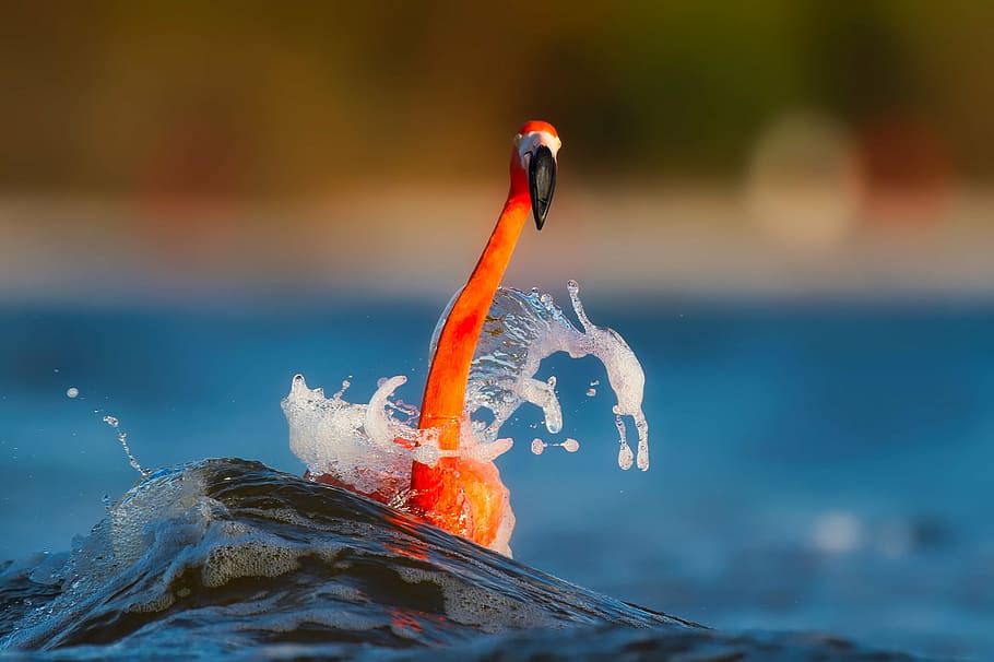 selective focus photography of orange flamingo on body of water HD wallpaper