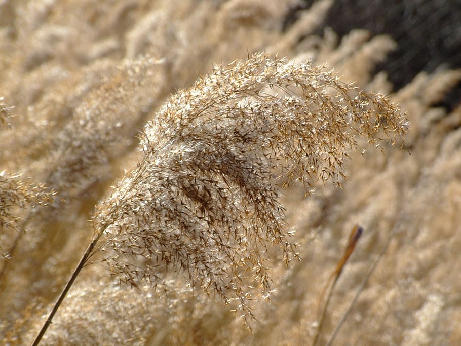 grass, nature, summer, meadow, plant, close-up, growth, day HD wallpaper