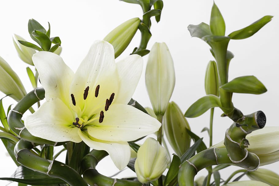 white and green flowers, lily, blossom, bloom, close, stamen HD wallpaper