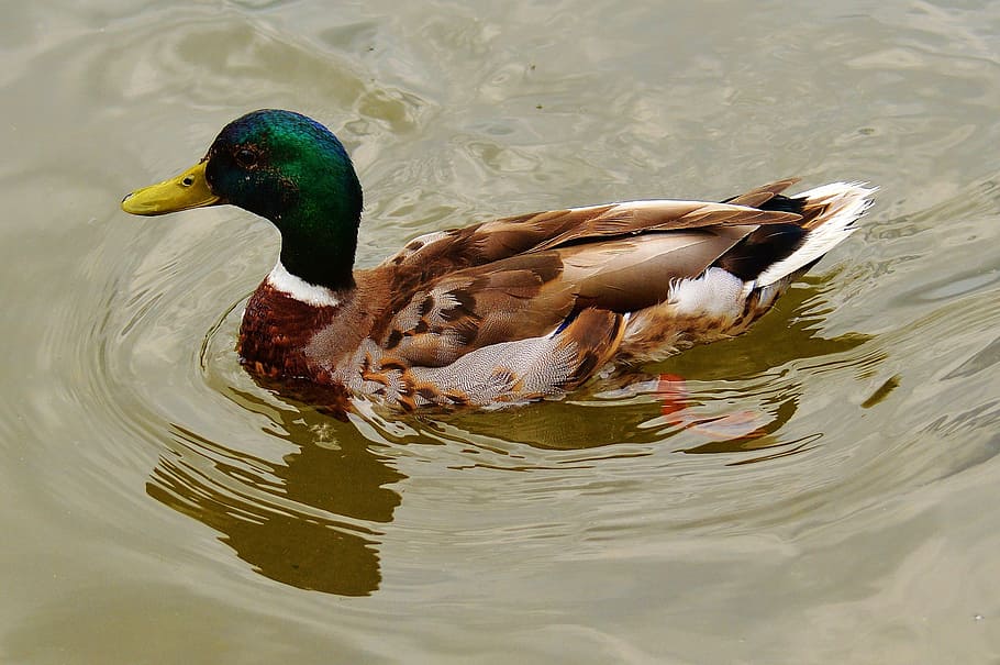 duck, bird, feather, water bird, poultry, bill, plumage, nature HD wallpaper