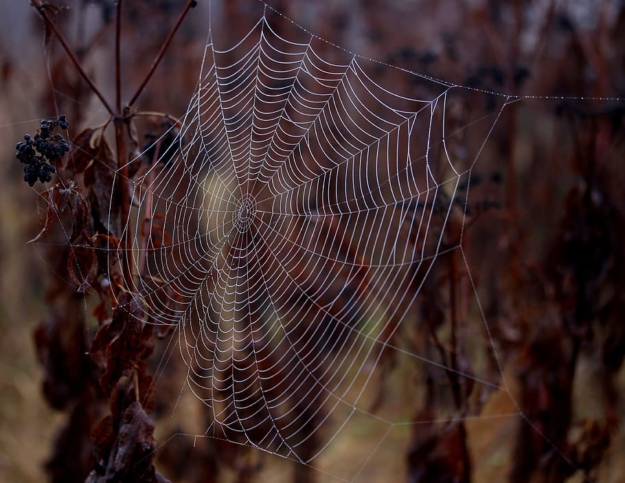 spider web, wet, hooked, place, dew, drops, nature, fragility HD wallpaper
