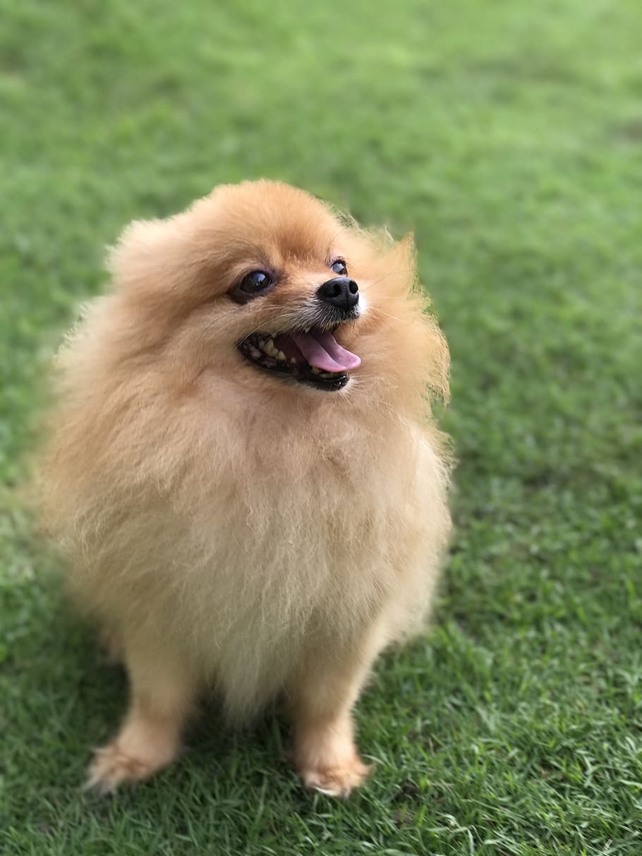 dog, cute, fluffy, one animal, animal themes, mammal, pets HD wallpaper
