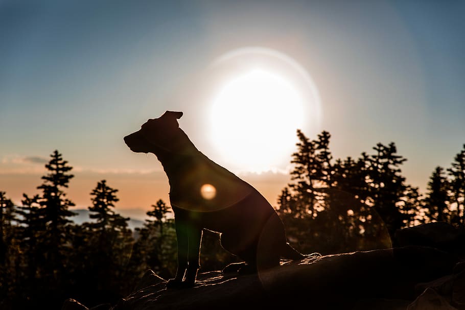 silhouette photo of dog on rock near trees, silhouette of dog sits on rock with trees beside HD wallpaper