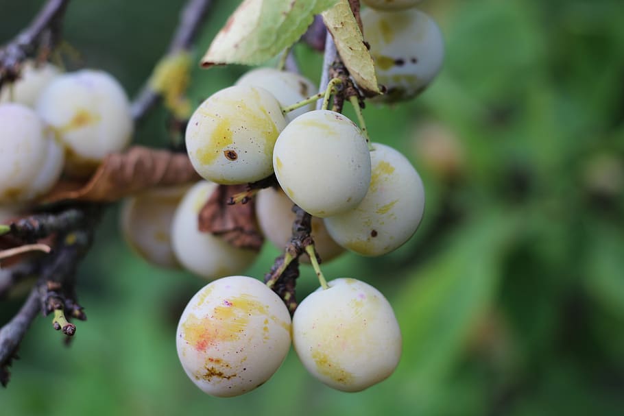 mirabelle, tree, fruit, summer time, fruit tree, harvest, plums HD wallpaper