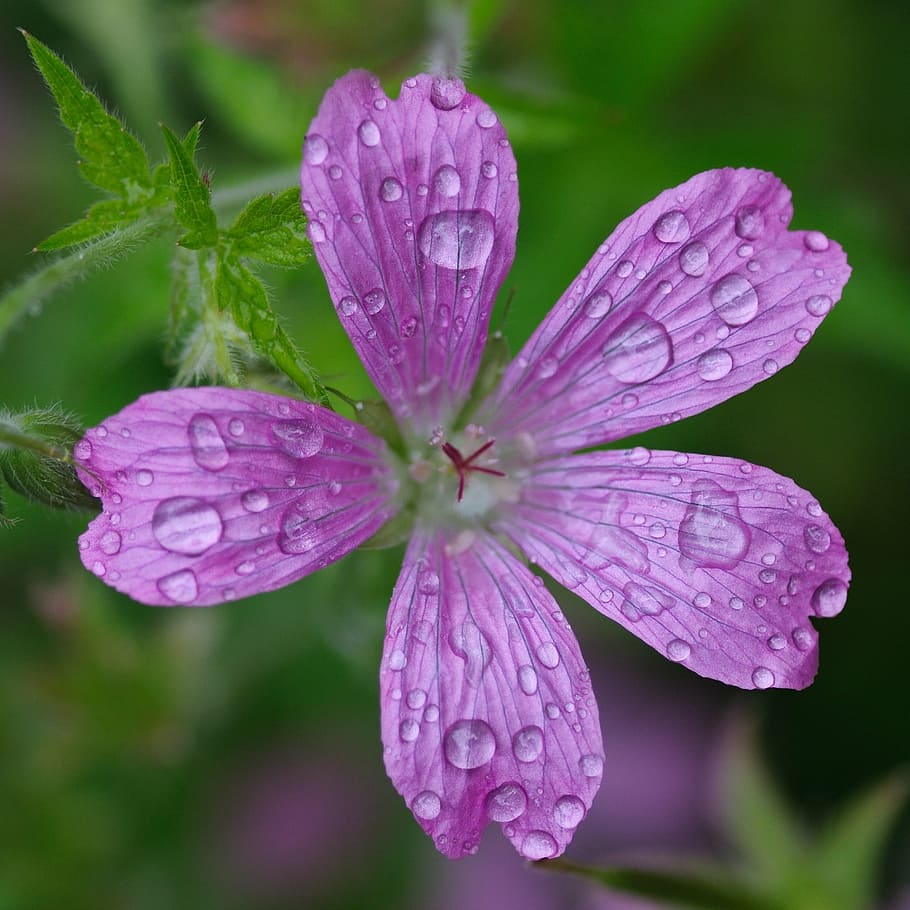 flower, drop, water, macro, wet, freshness, leaf, plant, nature HD wallpaper