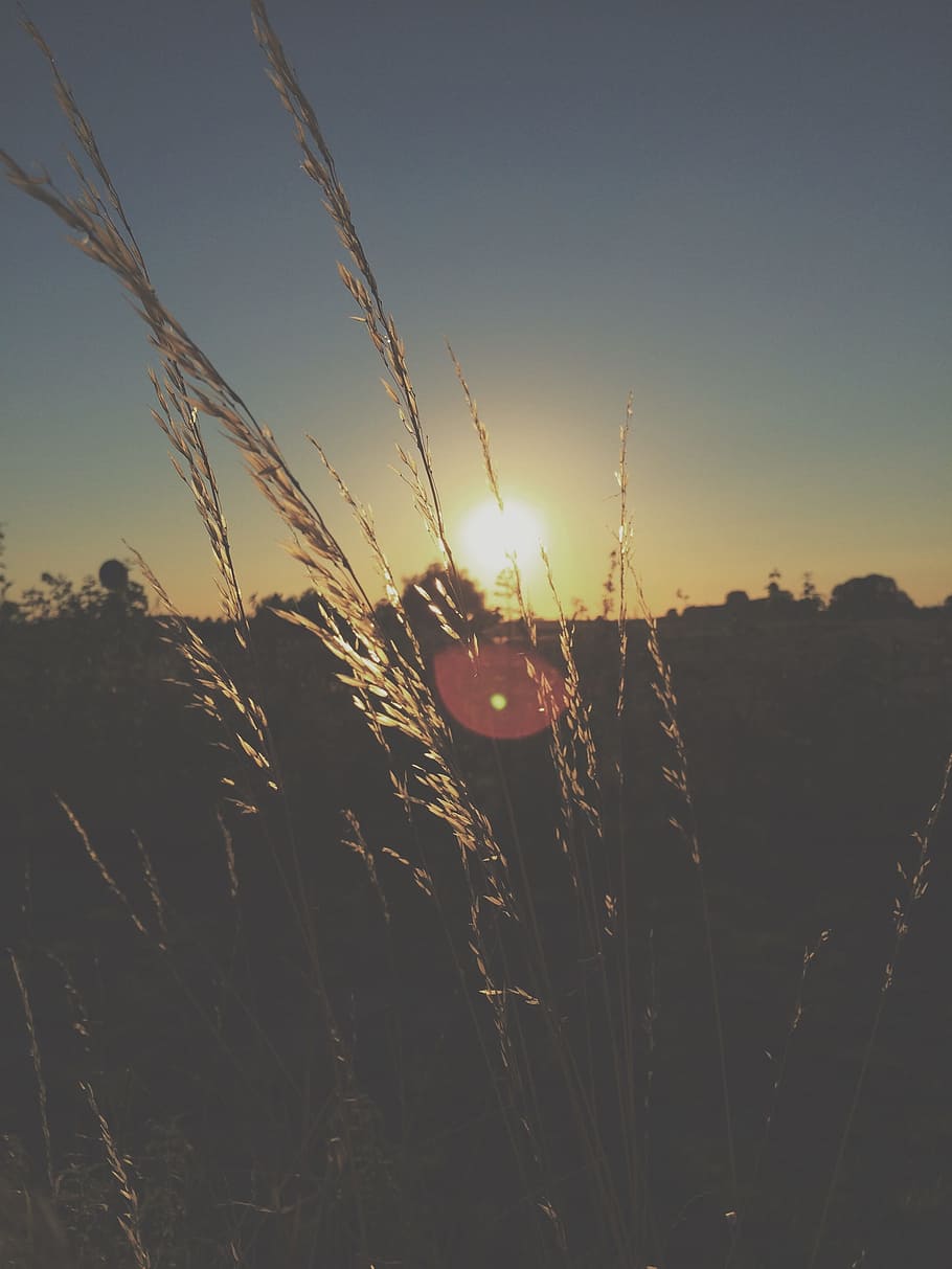 Grain, Sunset, Corn, Nice, At Night, cereal plant, nature, dusk HD wallpaper