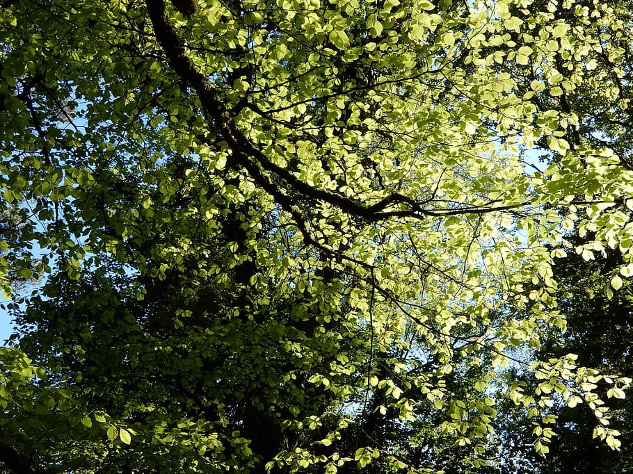 tree, leaves, green, plant, growth, low angle view, beauty in nature HD wallpaper