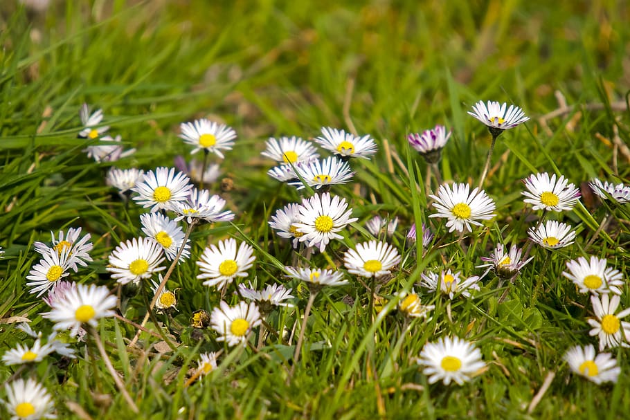 daisy, flower, blossom, bloom, plant, nature, flowering plant HD wallpaper