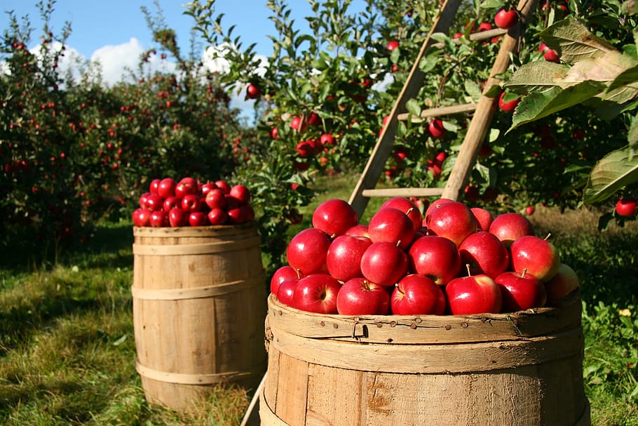 photo of red apples on brown barrel, orchard, fruit, green HD wallpaper