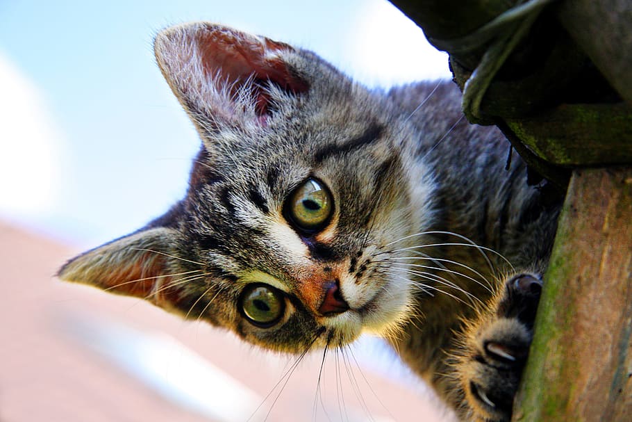 short-coated gray and black kitten, cat, head, tomcat, domestic cat HD wallpaper