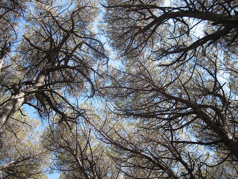 pine forest, canopy, tuscany, coniferous forest, trees, plant HD wallpaper