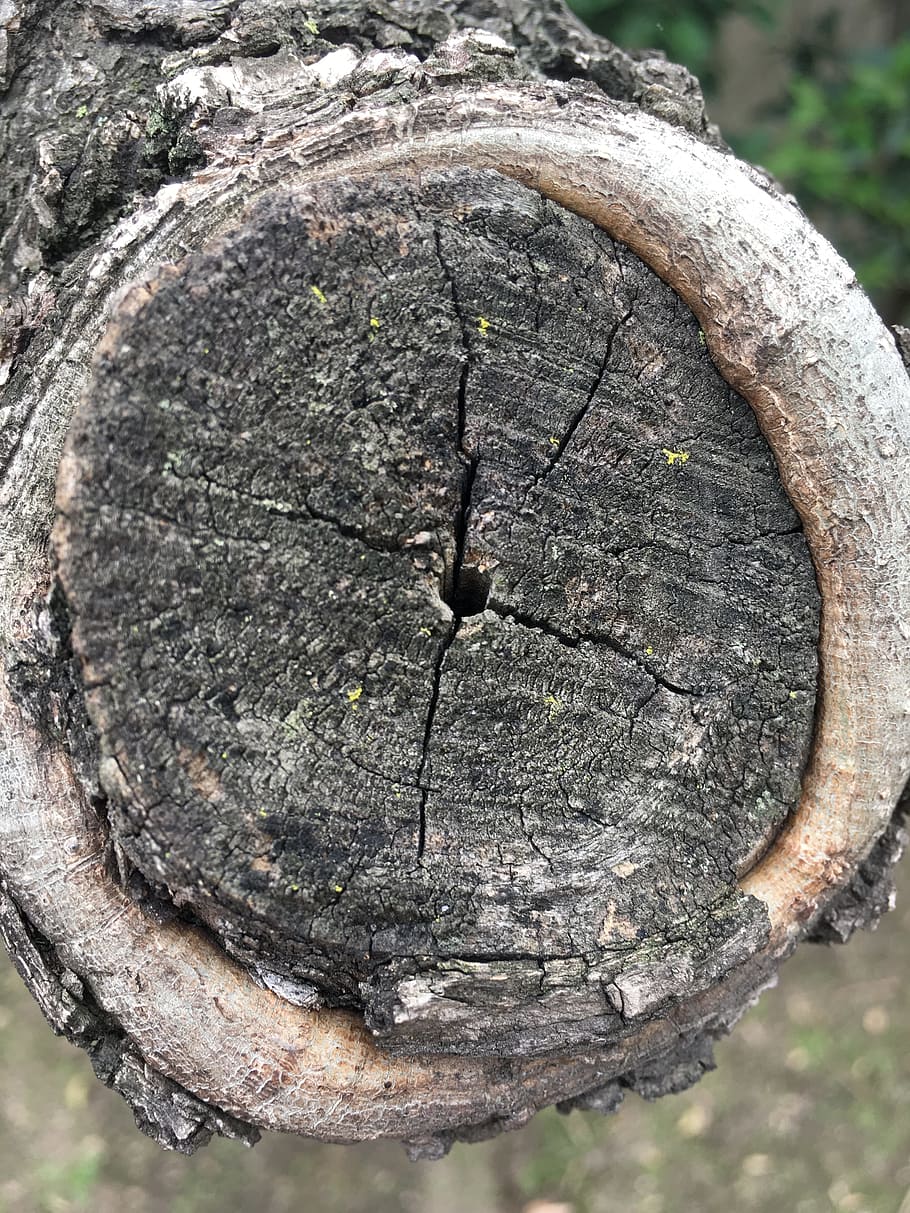 tree, bark, trunk, wood, texture, nature, tree trunk, cracks HD wallpaper