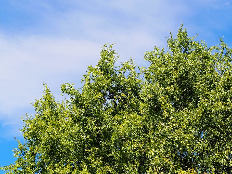 sky, tree, green, blue, clouds, nature, leaves, landscape, background HD wallpaper