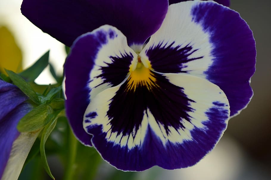Pansy, Violet, Flower, Spring, Plant, blossom, bloom, nature HD wallpaper