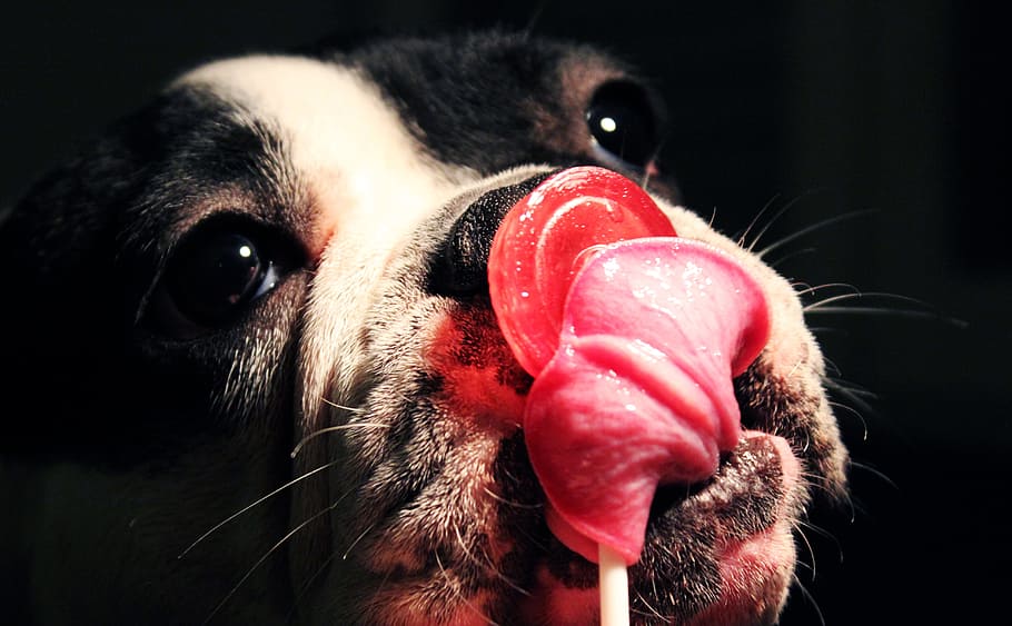 closeup photo of black and white English bulldog licking a lollipop, HD wallpaper