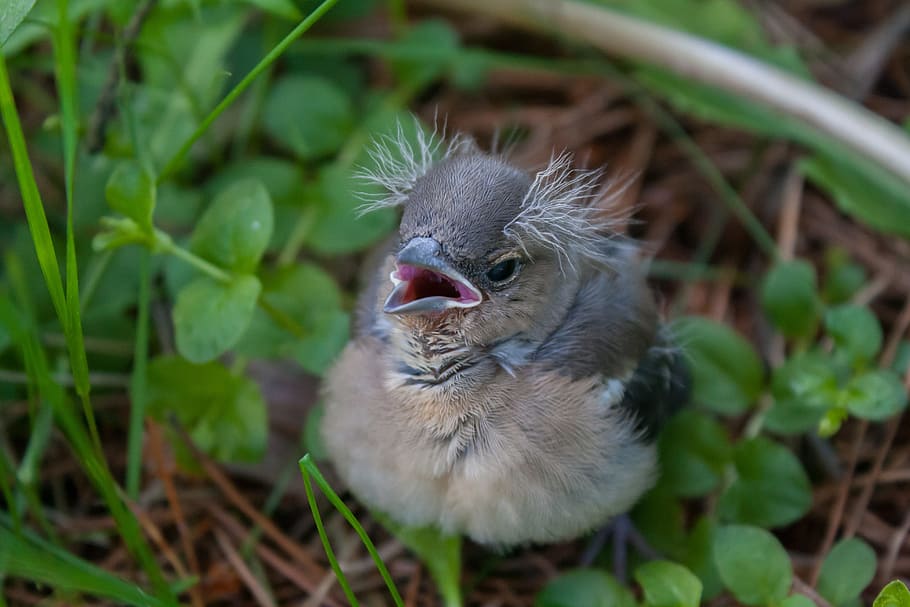 tilt shift lens photography of brown and gray bird, chick, chaffinch HD wallpaper