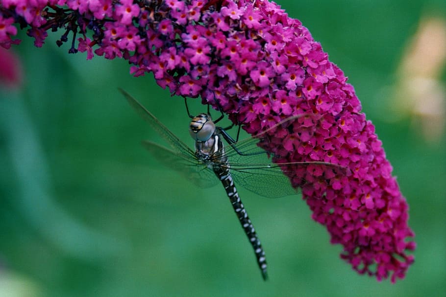 dragonfly, nature, buddleja, buddleia, droop, flower, flowering plant HD wallpaper