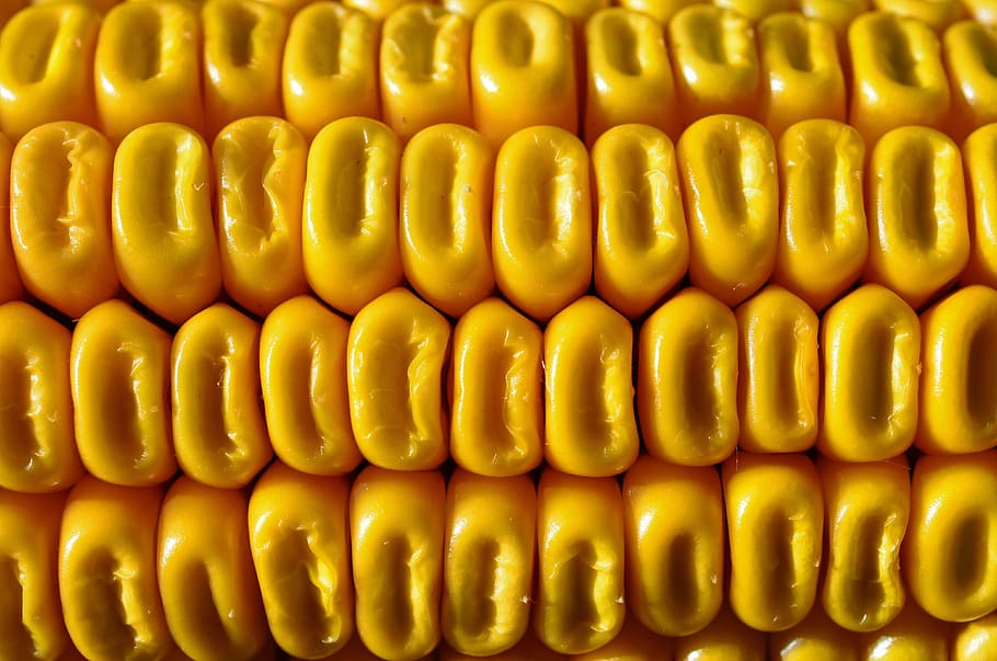 corncob, Cereals, Yellow Corn, Eat, agriculture, food, food and drink HD wallpaper