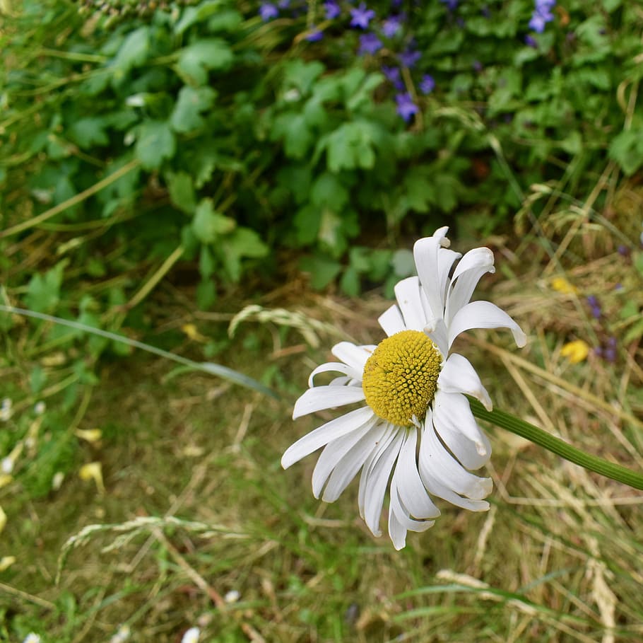 Daisy, White, Flower, Floral, summer, bright, meadow, nature HD wallpaper