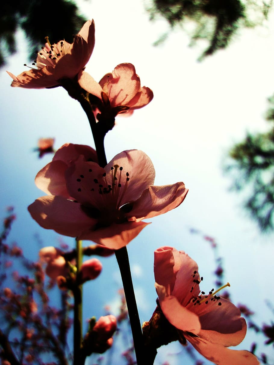 flowers, nature, spring, outdoors, pink Color, plant, beauty In Nature HD wallpaper