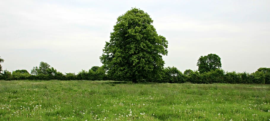 tree, meadow, landscape, idyll, beech, green, nature, summer HD wallpaper