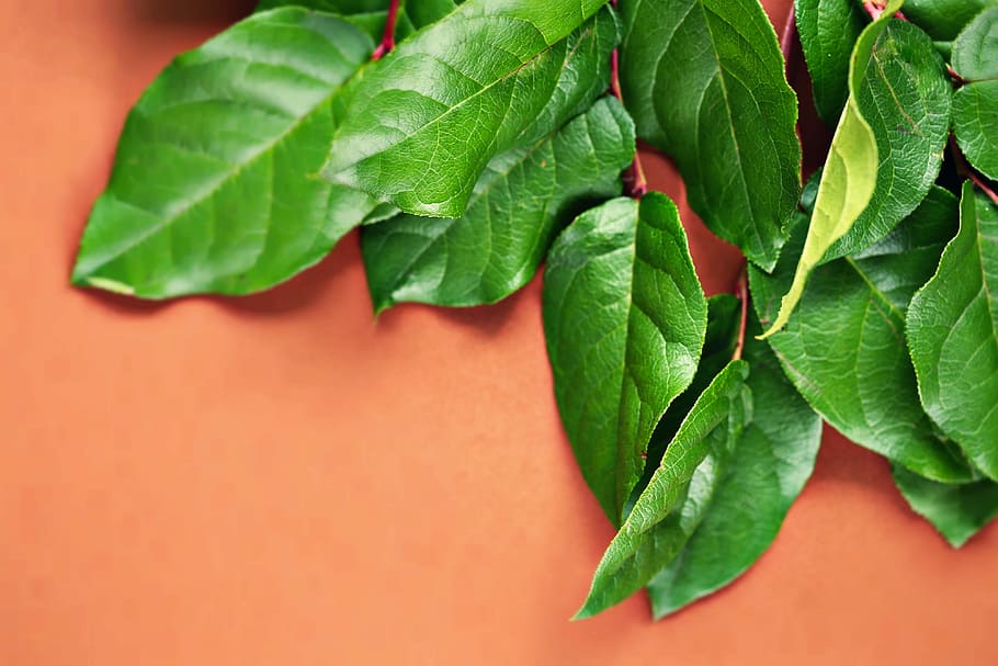 sheet, green, branch, nature, in the summer of, tree, brown HD wallpaper