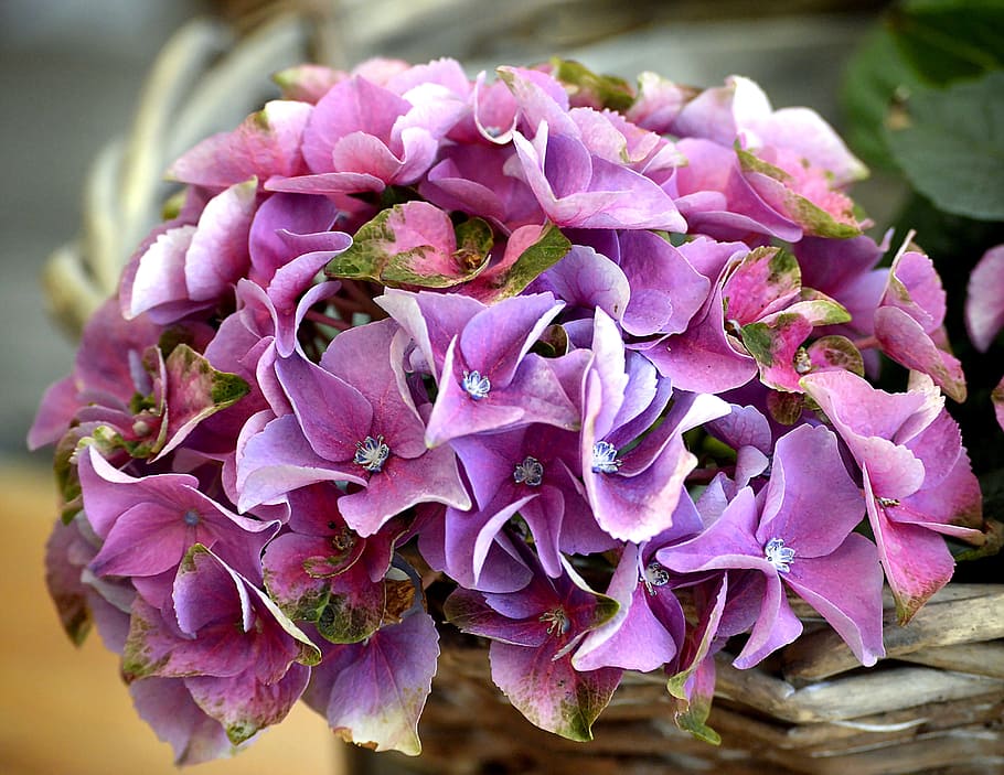 purple hydrangea bouquet flowers, Blossom, Bloom, Plant, garden HD wallpaper