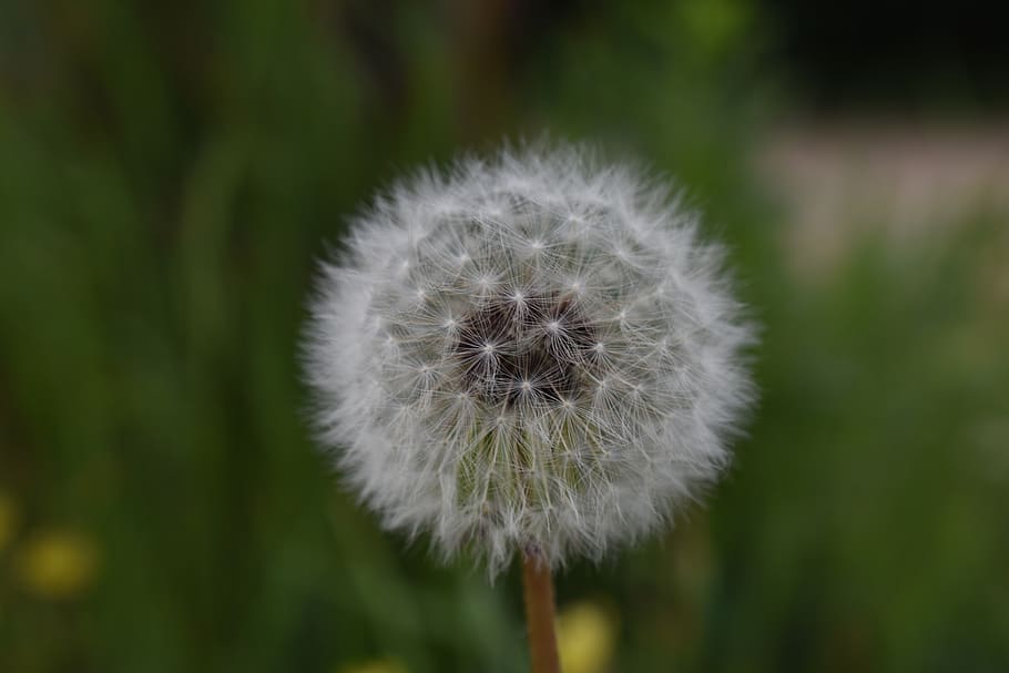 plants, flowers, dandelion, freshness, fragility, focus on foreground HD wallpaper