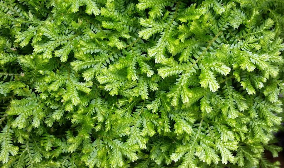 ground cover, flora, leaf, freshness, growth, nature, green color HD wallpaper