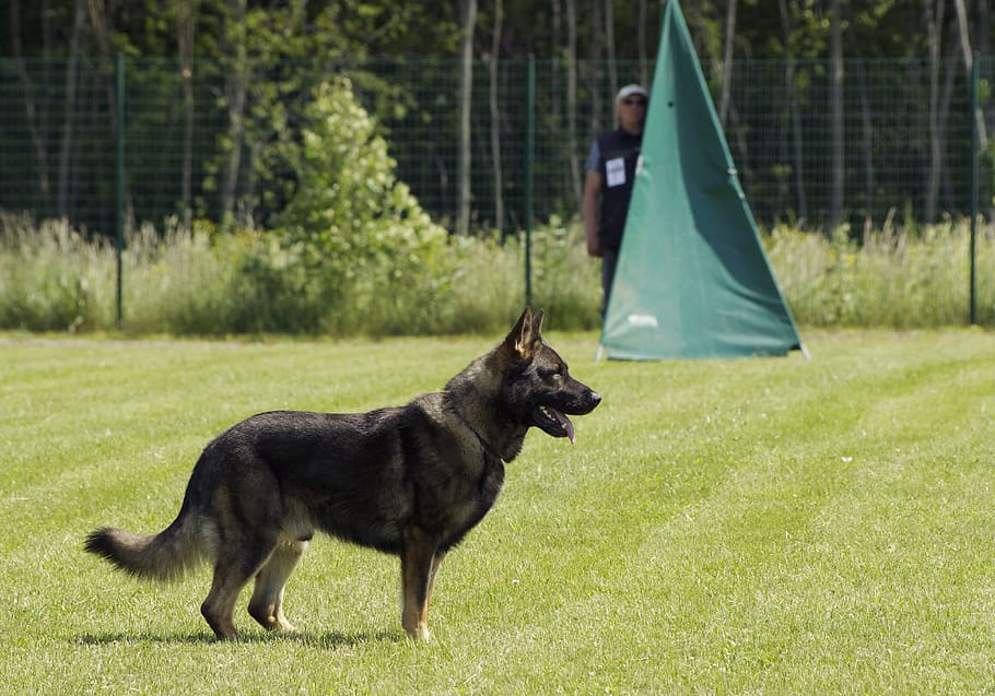dog, german shepherd, standing, competition, mammal, animal themes HD wallpaper