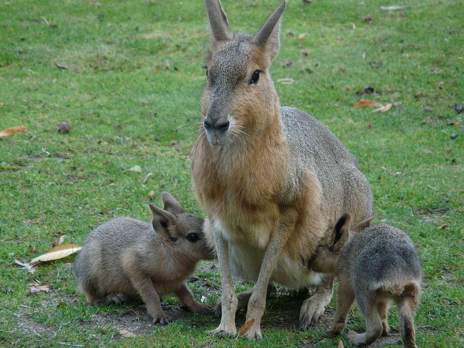 large mara, rabbit, suckle, drink, thirsty, small animals, young animals HD wallpaper