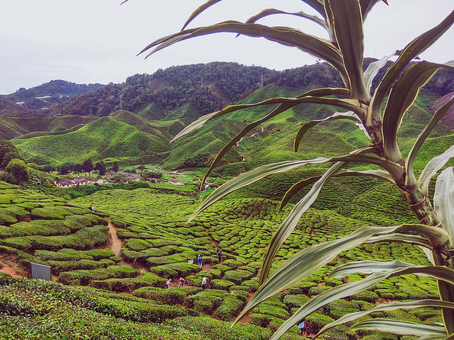 Amazing view of tea valley, green plant, plantation, landscape, HD wallpaper