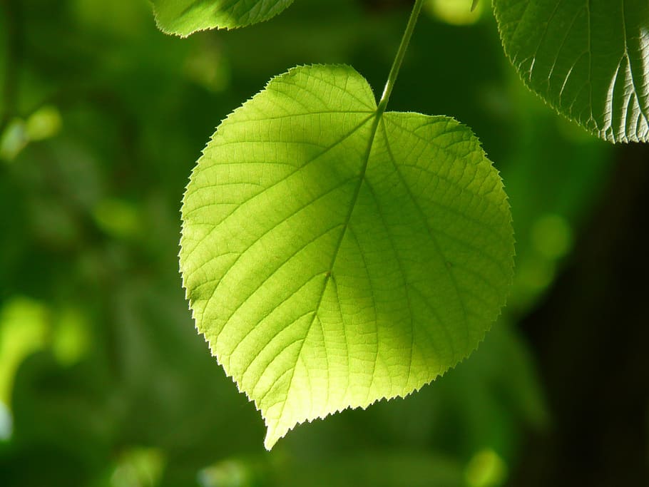 photography of green leaf with sun light, individually, linde, HD wallpaper