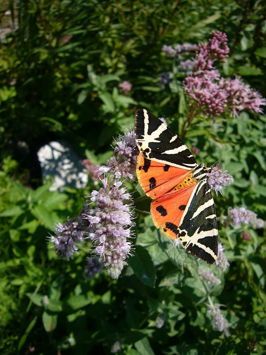 butterfly, spanish flag, flower, flowering plant, beauty in nature HD wallpaper