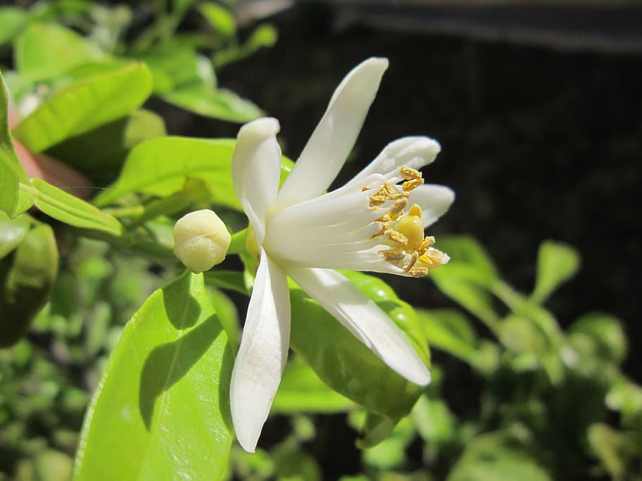 white petaled flower in bloom at daytime, lemon blossom, spring, HD wallpaper