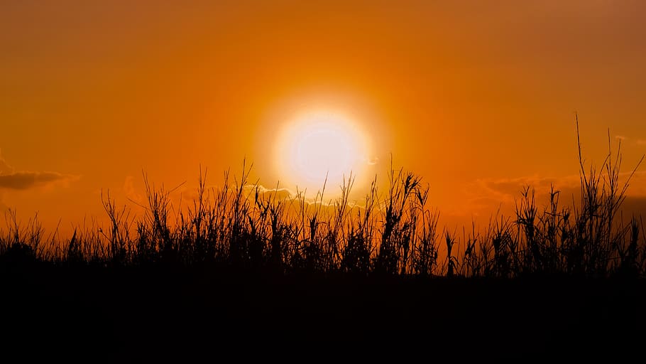 sun, sunset, reeds, nature, silhouettes, shadows, countryside HD wallpaper