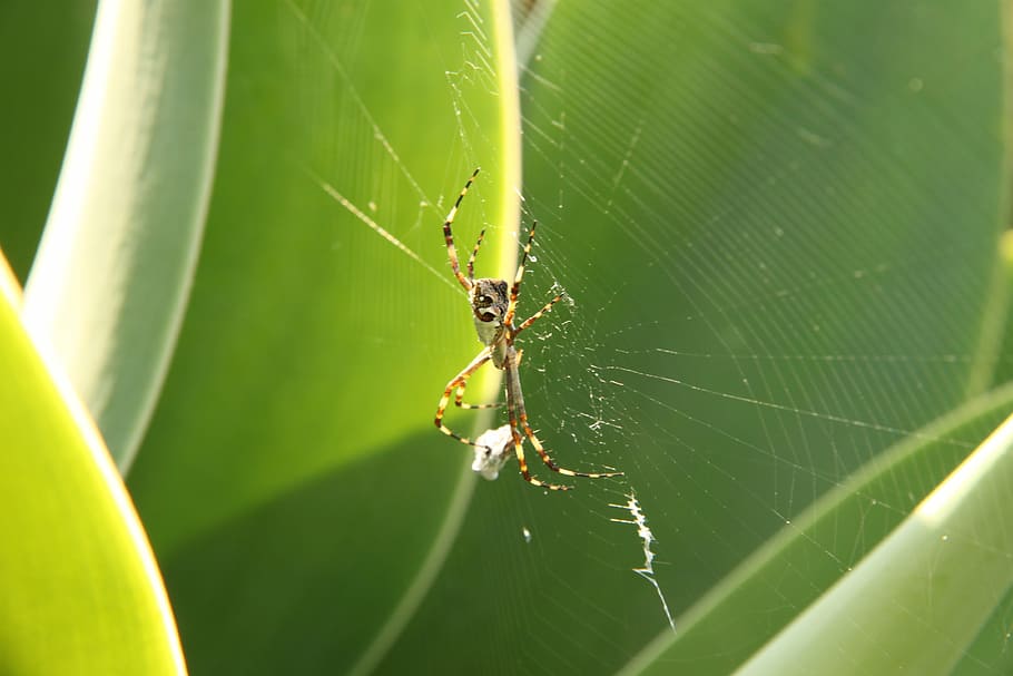 spider, web, cobweb, arachnophobia, arachnid, insect, bug, nature HD wallpaper