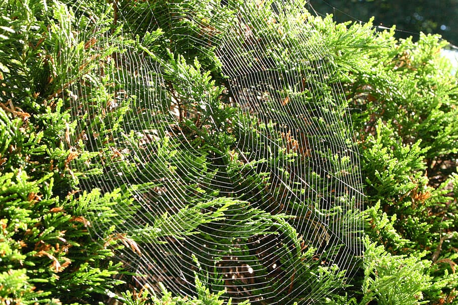 cobweb, network, nature, autumn, hedge, bush, plant, beauty in nature HD wallpaper