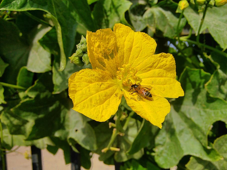 spring, bee, flower, the vegetable garden, invertebrate, insect HD wallpaper